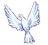 Colombe gif